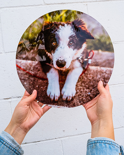 Custom Photo Prints on Metal showing pets on Display for Home Decor
